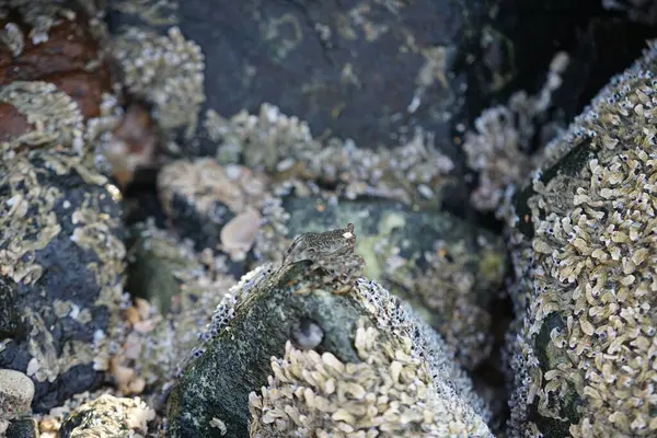 Grapsus tenuicrustatus yengeci Nisan ayında Khor Fakkan Sahili 'nde Umman Körfezi yakınlarındaki kayalara tırmanır. Grapsus tenuicrustatus (İnce kabuklu kaya yengeci, Natal lightfoot crab), başsız kabuklu bir yengeç türüdür. Khor Fakkan, Sharjah, BAE. 