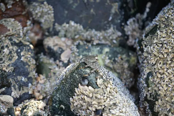 Grapsus tenuicrustatus yengeci Nisan ayında Khor Fakkan Sahili 'nde Umman Körfezi yakınlarındaki kayalara tırmanır. Grapsus tenuicrustatus (İnce kabuklu kaya yengeci, Natal lightfoot crab), başsız kabuklu bir yengeç türüdür. Khor Fakkan, Sharjah, BAE. 