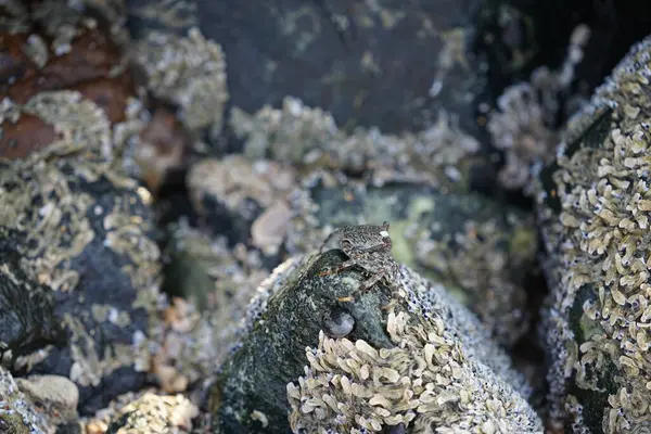 Grapsus tenuicrustatus yengeci Nisan ayında Khor Fakkan Sahili 'nde Umman Körfezi yakınlarındaki kayalara tırmanır. Grapsus tenuicrustatus (İnce kabuklu kaya yengeci, Natal lightfoot crab), başsız kabuklu bir yengeç türüdür. Khor Fakkan, Sharjah, BAE. 