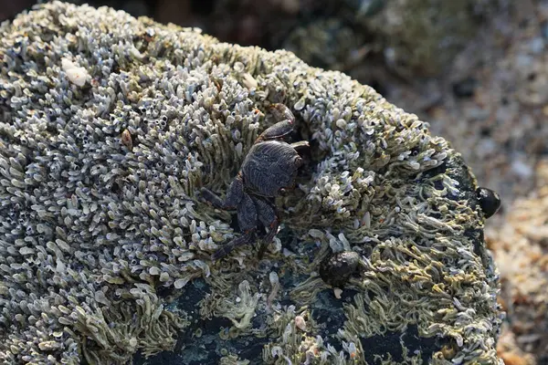 Grapsus tenuicrustatus yengeci Nisan ayında Khor Fakkan Sahili 'nde Umman Körfezi yakınlarındaki kayalara tırmanır. Grapsus tenuicrustatus (İnce kabuklu kaya yengeci, Natal lightfoot crab), başsız kabuklu bir yengeç türüdür. Khor Fakkan, Sharjah, BAE. 