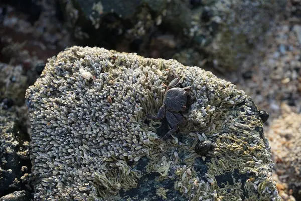 Grapsus tenuicrustatus yengeci Nisan ayında Khor Fakkan Sahili 'nde Umman Körfezi yakınlarındaki kayalara tırmanır. Grapsus tenuicrustatus (İnce kabuklu kaya yengeci, Natal lightfoot crab), başsız kabuklu bir yengeç türüdür. Khor Fakkan, Sharjah, BAE. 