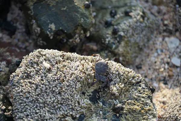 Grapsus tenuicrustatus yengeci Nisan ayında Khor Fakkan Sahili 'nde Umman Körfezi yakınlarındaki kayalara tırmanır. Grapsus tenuicrustatus (İnce kabuklu kaya yengeci, Natal lightfoot crab), başsız kabuklu bir yengeç türüdür. Khor Fakkan, Sharjah, BAE. 