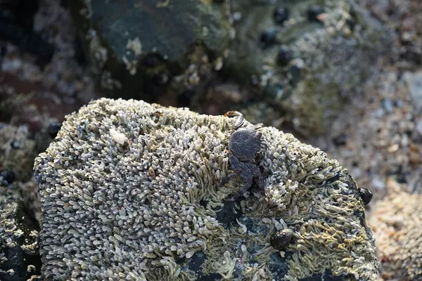 Grapsus tenuicrustatus yengeci Nisan ayında Khor Fakkan Sahili 'nde Umman Körfezi yakınlarındaki kayalara tırmanır. Grapsus tenuicrustatus (İnce kabuklu kaya yengeci, Natal lightfoot crab), başsız kabuklu bir yengeç türüdür. Khor Fakkan, Sharjah, BAE. 