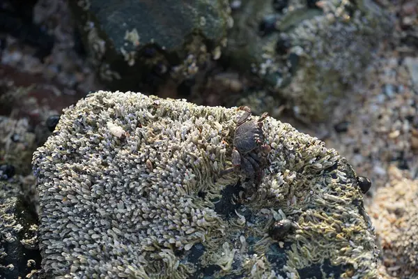 Grapsus tenuicrustatus yengeci Nisan ayında Khor Fakkan Sahili 'nde Umman Körfezi yakınlarındaki kayalara tırmanır. Grapsus tenuicrustatus (İnce kabuklu kaya yengeci, Natal lightfoot crab), başsız kabuklu bir yengeç türüdür. Khor Fakkan, Sharjah, BAE.                         