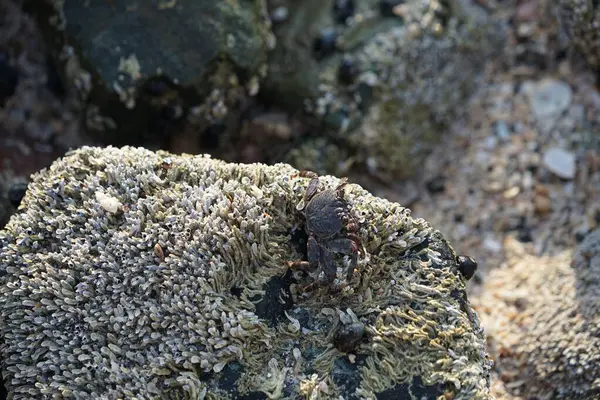 Grapsus tenuicrustatus yengeci Nisan ayında Khor Fakkan Sahili 'nde Umman Körfezi yakınlarındaki kayalara tırmanır. Grapsus tenuicrustatus (İnce kabuklu kaya yengeci, Natal lightfoot crab), başsız kabuklu bir yengeç türüdür. Khor Fakkan, Sharjah, BAE.                         