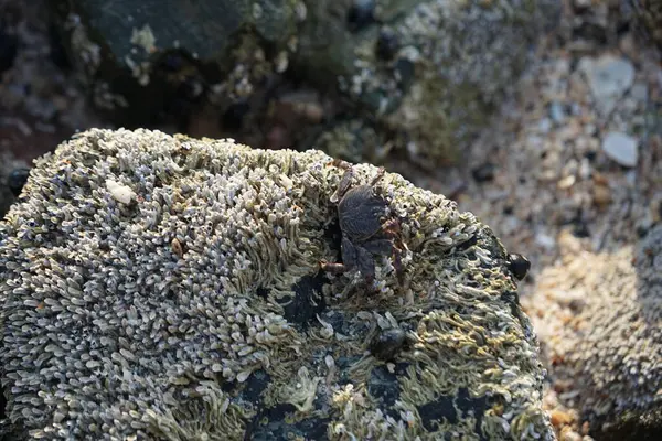 Grapsus tenuicrustatus yengeci Nisan ayında Khor Fakkan Sahili 'nde Umman Körfezi yakınlarındaki kayalara tırmanır. Grapsus tenuicrustatus (İnce kabuklu kaya yengeci, Natal lightfoot crab), başsız kabuklu bir yengeç türüdür. Khor Fakkan, Sharjah, BAE.                         