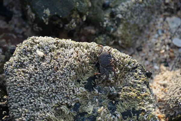 Grapsus tenuicrustatus yengeci Nisan ayında Khor Fakkan Sahili 'nde Umman Körfezi yakınlarındaki kayalara tırmanır. Grapsus tenuicrustatus (İnce kabuklu kaya yengeci, Natal lightfoot crab), başsız kabuklu bir yengeç türüdür. Khor Fakkan, Sharjah, BAE.                         