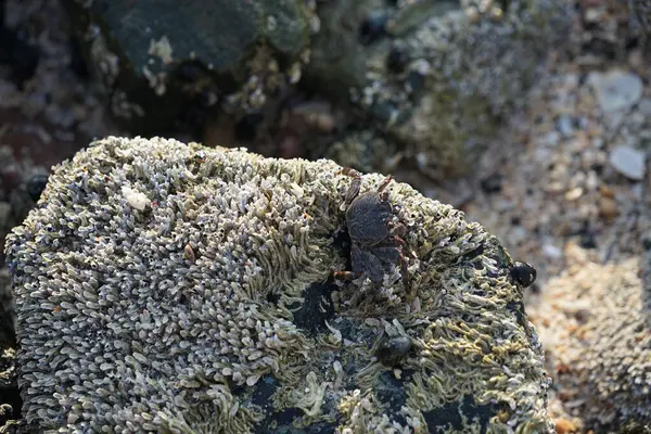 Grapsus tenuicrustatus yengeci Nisan ayında Khor Fakkan Sahili 'nde Umman Körfezi yakınlarındaki kayalara tırmanır. Grapsus tenuicrustatus (İnce kabuklu kaya yengeci, Natal lightfoot crab), başsız kabuklu bir yengeç türüdür. Khor Fakkan, Sharjah, BAE.                         