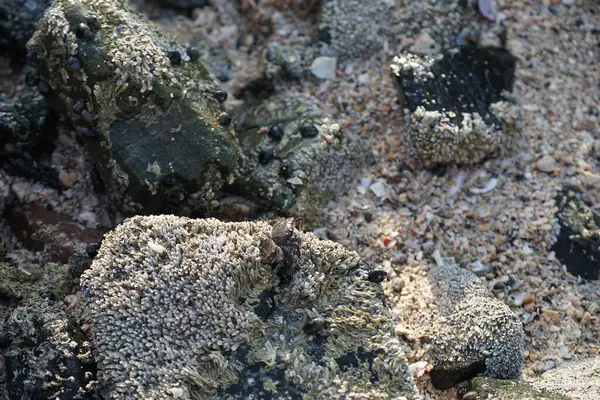 Grapsus tenuicrustatus yengeci Nisan ayında Khor Fakkan Sahili 'nde Umman Körfezi yakınlarındaki kayalara tırmanır. Grapsus tenuicrustatus (İnce kabuklu kaya yengeci, Natal lightfoot crab), başsız kabuklu bir yengeç türüdür. Khor Fakkan, Sharjah, BAE.                         