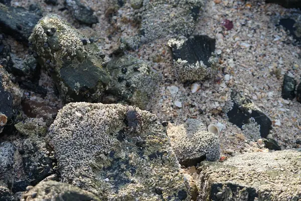 Grapsus tenuicrustatus yengeci Nisan ayında Khor Fakkan Sahili 'nde Umman Körfezi yakınlarındaki kayalara tırmanır. Grapsus tenuicrustatus (İnce kabuklu kaya yengeci, Natal lightfoot crab), başsız kabuklu bir yengeç türüdür. Khor Fakkan, Sharjah, BAE.                         