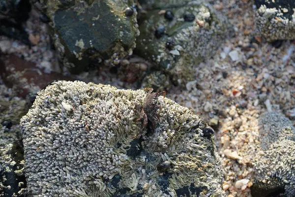 Grapsus tenuicrustatus yengeci Nisan ayında Khor Fakkan Sahili 'nde Umman Körfezi yakınlarındaki kayalara tırmanır. Grapsus tenuicrustatus (İnce kabuklu kaya yengeci, Natal lightfoot crab), başsız kabuklu bir yengeç türüdür. Khor Fakkan, Sharjah, BAE.                         