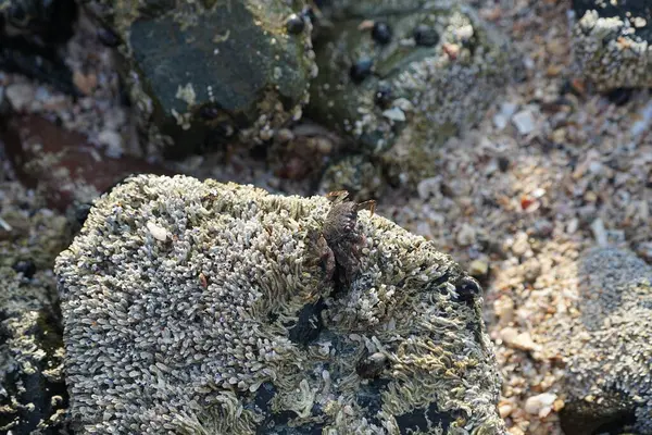 Grapsus tenuicrustatus yengeci Nisan ayında Khor Fakkan Sahili 'nde Umman Körfezi yakınlarındaki kayalara tırmanır. Grapsus tenuicrustatus (İnce kabuklu kaya yengeci, Natal lightfoot crab), başsız kabuklu bir yengeç türüdür. Khor Fakkan, Sharjah, BAE.                         