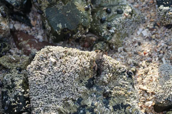 Grapsus tenuicrustatus yengeci Nisan ayında Khor Fakkan Sahili 'nde Umman Körfezi yakınlarındaki kayalara tırmanır. Grapsus tenuicrustatus (İnce kabuklu kaya yengeci, Natal lightfoot crab), başsız kabuklu bir yengeç türüdür. Khor Fakkan, Sharjah, BAE.                         