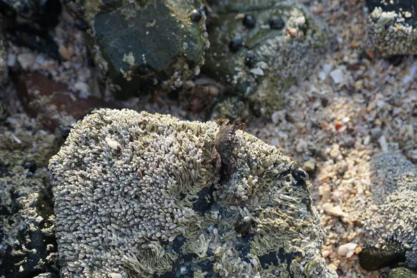 Grapsus tenuicrustatus yengeci Nisan ayında Khor Fakkan Sahili 'nde Umman Körfezi yakınlarındaki kayalara tırmanır. Grapsus tenuicrustatus (İnce kabuklu kaya yengeci, Natal lightfoot crab), başsız kabuklu bir yengeç türüdür. Khor Fakkan, Sharjah, BAE.                         