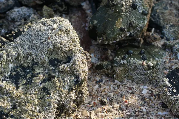 Grapsus tenuicrustatus yengeci Nisan ayında Khor Fakkan Sahili 'nde Umman Körfezi yakınlarındaki kayalara tırmanır. Grapsus tenuicrustatus (İnce kabuklu kaya yengeci, Natal lightfoot crab), başsız kabuklu bir yengeç türüdür. Khor Fakkan, Sharjah, BAE.                         