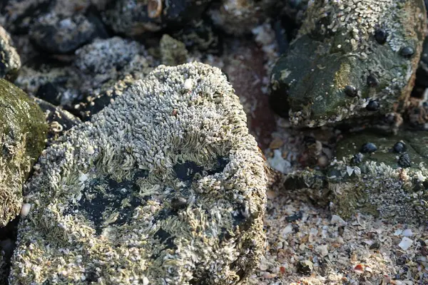 Grapsus tenuicrustatus yengeci Nisan ayında Khor Fakkan Sahili 'nde Umman Körfezi yakınlarındaki kayalara tırmanır. Grapsus tenuicrustatus (İnce kabuklu kaya yengeci, Natal lightfoot crab), başsız kabuklu bir yengeç türüdür. Khor Fakkan, Sharjah, BAE.                         