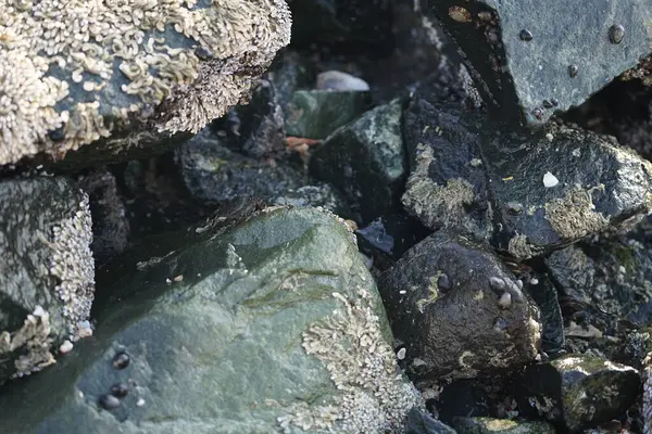 Grapsus tenuicrustatus yengeci Nisan ayında Khor Fakkan Sahili 'nde Umman Körfezi yakınlarındaki kayalara tırmanır. Grapsus tenuicrustatus (İnce kabuklu kaya yengeci, Natal lightfoot crab), başsız kabuklu bir yengeç türüdür. Khor Fakkan, Sharjah, BAE.                         