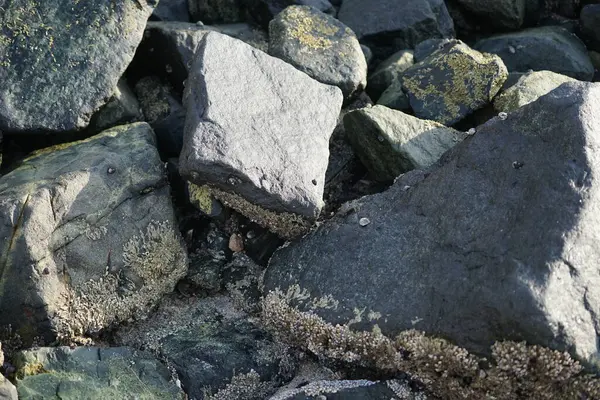 Grapsus tenuicrustatus yengeci Nisan ayında Khor Fakkan Sahili 'nde Umman Körfezi yakınlarındaki kayalara tırmanır. Grapsus tenuicrustatus (İnce kabuklu kaya yengeci, Natal lightfoot crab), başsız kabuklu bir yengeç türüdür. Khor Fakkan, Sharjah, BAE.                         