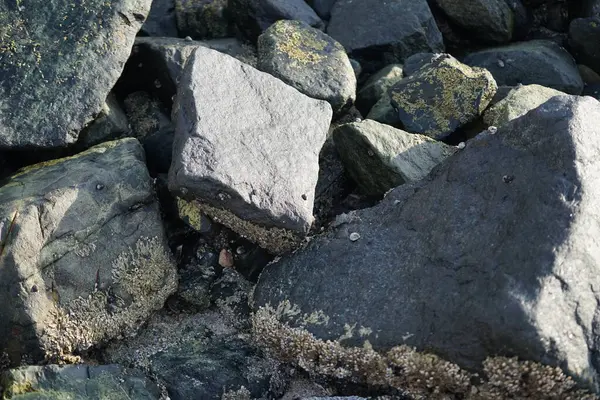 Grapsus tenuicrustatus yengeci Nisan ayında Khor Fakkan Sahili 'nde Umman Körfezi yakınlarındaki kayalara tırmanır. Grapsus tenuicrustatus (İnce kabuklu kaya yengeci, Natal lightfoot crab), başsız kabuklu bir yengeç türüdür. Khor Fakkan, Sharjah, BAE.                         