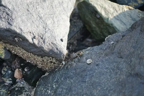 Grapsus tenuicrustatus yengeci Nisan ayında Khor Fakkan Sahili 'nde Umman Körfezi yakınlarındaki kayalara tırmanır. Grapsus tenuicrustatus (İnce kabuklu kaya yengeci, Natal lightfoot crab), başsız kabuklu bir yengeç türüdür. Khor Fakkan, Sharjah, BAE.                         