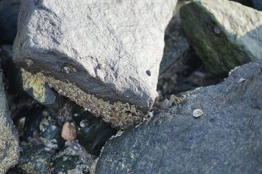 Grapsus tenuicrustatus yengeci Nisan ayında Khor Fakkan Sahili 'nde Umman Körfezi yakınlarındaki kayalara tırmanır. Grapsus tenuicrustatus (İnce kabuklu kaya yengeci, Natal lightfoot crab), başsız kabuklu bir yengeç türüdür. Khor Fakkan, Sharjah, BAE.                         
