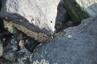 Grapsus tenuicrustatus yengeci Nisan ayında Khor Fakkan Sahili 'nde Umman Körfezi yakınlarındaki kayalara tırmanır. Grapsus tenuicrustatus (İnce kabuklu kaya yengeci, Natal lightfoot crab), başsız kabuklu bir yengeç türüdür. Khor Fakkan, Sharjah, BAE.                         