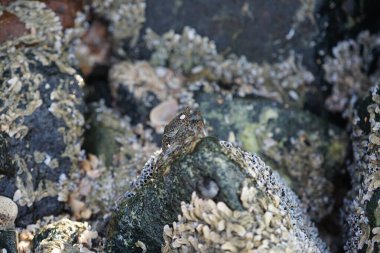 Grapsus tenuicrustatus yengeci Nisan ayında Khor Fakkan Sahili 'nde Umman Körfezi yakınlarındaki kayalara tırmanır. Grapsus tenuicrustatus (İnce kabuklu kaya yengeci, Natal lightfoot crab), başsız kabuklu bir yengeç türüdür. Khor Fakkan, Sharjah, BAE.                         