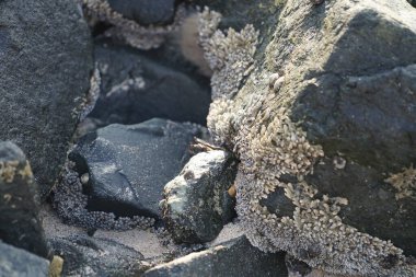 Grapsus tenuicrustatus yengeci Nisan ayında Khor Fakkan Sahili 'nde Umman Körfezi yakınlarındaki kayalara tırmanır. Grapsus tenuicrustatus (İnce kabuklu kaya yengeci, Natal lightfoot crab), başsız kabuklu bir yengeç türüdür. Khor Fakkan, Sharjah, BAE.                         