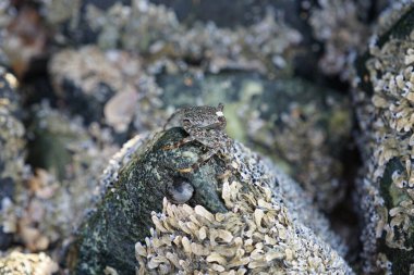 Grapsus tenuicrustatus yengeci Nisan ayında Khor Fakkan Sahili 'nde Umman Körfezi yakınlarındaki kayalara tırmanır. Grapsus tenuicrustatus (İnce kabuklu kaya yengeci, Natal lightfoot crab), başsız kabuklu bir yengeç türüdür. Khor Fakkan, Sharjah, BAE.                         