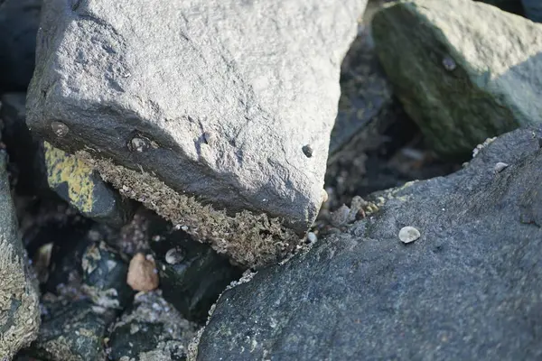 Grapsus tenuicrustatus yengeci Nisan ayında Khor Fakkan Sahili 'nde Umman Körfezi yakınlarındaki kayalara tırmanır. Grapsus tenuicrustatus (İnce kabuklu kaya yengeci, Natal lightfoot crab), başsız kabuklu bir yengeç türüdür. Khor Fakkan, Sharjah, BAE.                         