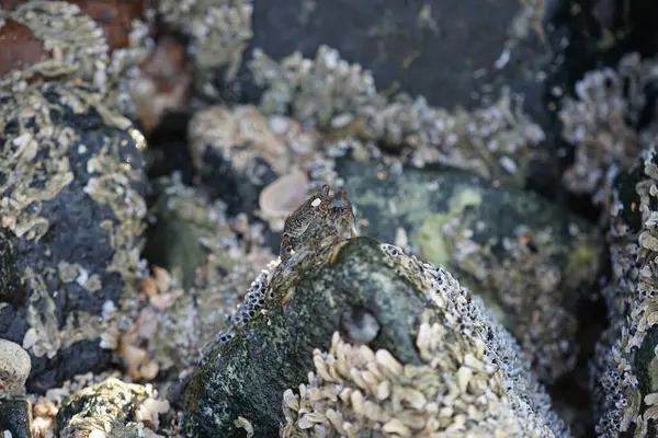 Grapsus tenuicrustatus yengeci Nisan ayında Khor Fakkan Sahili 'nde Umman Körfezi yakınlarındaki kayalara tırmanır. Grapsus tenuicrustatus (İnce kabuklu kaya yengeci, Natal lightfoot crab), başsız kabuklu bir yengeç türüdür. Khor Fakkan, Sharjah, BAE.                         