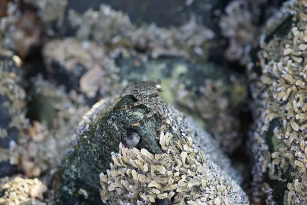 Grapsus tenuicrustatus yengeci Nisan ayında Khor Fakkan Sahili 'nde Umman Körfezi yakınlarındaki kayalara tırmanır. Grapsus tenuicrustatus (İnce kabuklu kaya yengeci, Natal lightfoot crab), başsız kabuklu bir yengeç türüdür. Khor Fakkan, Sharjah, BAE.                         