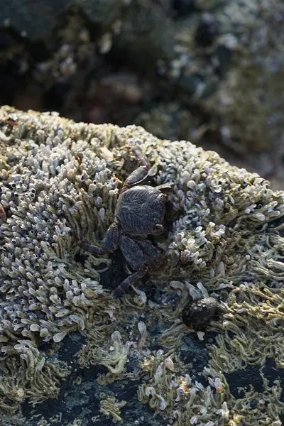 Grapsus tenuicrustatus yengeci Nisan ayında Khor Fakkan Sahili 'nde Umman Körfezi yakınlarındaki kayalara tırmanır. Grapsus tenuicrustatus (İnce kabuklu kaya yengeci, Natal lightfoot crab), başsız kabuklu bir yengeç türüdür. Khor Fakkan, Sharjah, BAE.                         