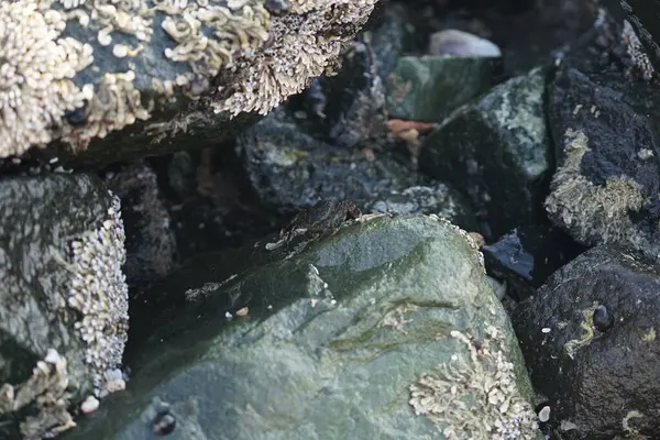 Grapsus tenuicrustatus yengeci Nisan ayında Khor Fakkan Sahili 'nde Umman Körfezi yakınlarındaki kayalara tırmanır. Grapsus tenuicrustatus (İnce kabuklu kaya yengeci, Natal lightfoot crab), başsız kabuklu bir yengeç türüdür. Khor Fakkan, Sharjah, BAE.                         