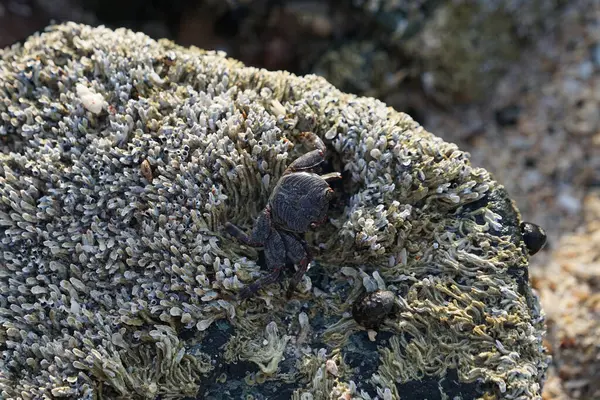 Grapsus tenuicrustatus yengeci Nisan ayında Khor Fakkan Sahili 'nde Umman Körfezi yakınlarındaki kayalara tırmanır. Grapsus tenuicrustatus (İnce kabuklu kaya yengeci, Natal lightfoot crab), başsız kabuklu bir yengeç türüdür. Khor Fakkan, Sharjah, BAE.                         