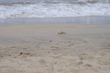 Nisan ayında Umman Körfezi yakınlarındaki Khor Fakkan Sahili 'nin kumları boyunca uzanan Ocypode rotundata adlı bir yengeç. Ocypode rotundata (yuvarlak hayalet yengeç), Ocypode cinsinin büyük boyutlu bir türüdür. Khor Fakkan, Sharjah, BAE.