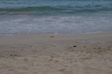 Nisan ayında Umman Körfezi yakınlarındaki Khor Fakkan Sahili 'nin kumları boyunca uzanan Ocypode rotundata adlı bir yengeç. Ocypode rotundata (yuvarlak hayalet yengeç), Ocypode cinsinin büyük boyutlu bir türüdür. Khor Fakkan, Sharjah, BAE.