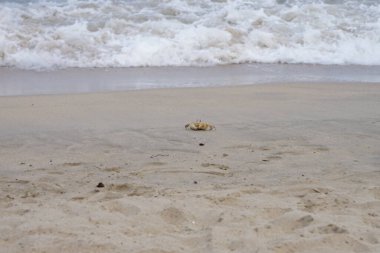 Nisan ayında Umman Körfezi yakınlarındaki Khor Fakkan Sahili 'nin kumları boyunca uzanan Ocypode rotundata adlı bir yengeç. Ocypode rotundata (yuvarlak hayalet yengeç), Ocypode cinsinin büyük boyutlu bir türüdür. Khor Fakkan, Sharjah, BAE.