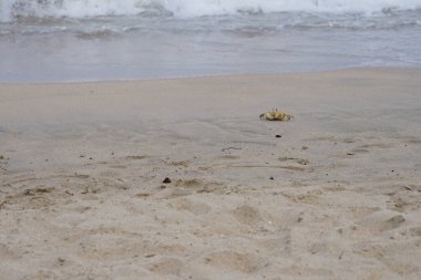 Nisan ayında Umman Körfezi yakınlarındaki Khor Fakkan Sahili 'nin kumları boyunca uzanan Ocypode rotundata adlı bir yengeç. Ocypode rotundata (yuvarlak hayalet yengeç), Ocypode cinsinin büyük boyutlu bir türüdür. Khor Fakkan, Sharjah, BAE.
