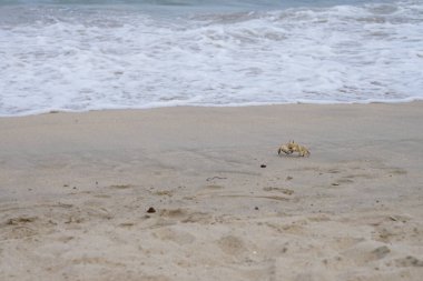 Nisan ayında Umman Körfezi yakınlarındaki Khor Fakkan Sahili 'nin kumları boyunca uzanan Ocypode rotundata adlı bir yengeç. Ocypode rotundata (yuvarlak hayalet yengeç), Ocypode cinsinin büyük boyutlu bir türüdür. Khor Fakkan, Sharjah, BAE.