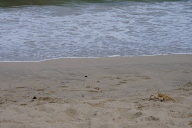 Nisan ayında Umman Körfezi yakınlarındaki Khor Fakkan Sahili 'nin kumları boyunca uzanan Ocypode rotundata adlı bir yengeç. Ocypode rotundata (yuvarlak hayalet yengeç), Ocypode cinsinin büyük boyutlu bir türüdür. Khor Fakkan, Sharjah, BAE.