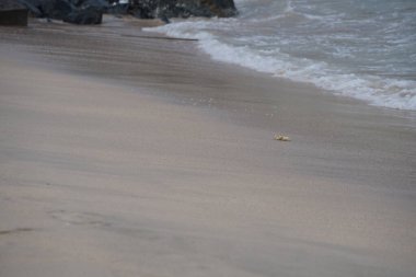 Nisan ayında Umman Körfezi yakınlarındaki Khor Fakkan Sahili 'nin kumları boyunca uzanan Ocypode rotundata adlı bir yengeç. Ocypode rotundata (yuvarlak hayalet yengeç), Ocypode cinsinin büyük boyutlu bir türüdür. Khor Fakkan, Sharjah, BAE.
