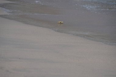 Nisan ayında Umman Körfezi yakınlarındaki Khor Fakkan Sahili 'nin kumları boyunca uzanan Ocypode rotundata adlı bir yengeç. Ocypode rotundata (yuvarlak hayalet yengeç), Ocypode cinsinin büyük boyutlu bir türüdür. Khor Fakkan, Sharjah, BAE.