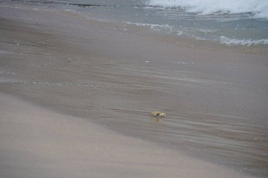 Nisan ayında Umman Körfezi yakınlarındaki Khor Fakkan Sahili 'nin kumları boyunca uzanan Ocypode rotundata adlı bir yengeç. Ocypode rotundata (yuvarlak hayalet yengeç), Ocypode cinsinin büyük boyutlu bir türüdür. Khor Fakkan, Sharjah, BAE.