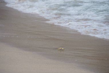 Nisan ayında Umman Körfezi yakınlarındaki Khor Fakkan Sahili 'nin kumları boyunca uzanan Ocypode rotundata adlı bir yengeç. Ocypode rotundata (yuvarlak hayalet yengeç), Ocypode cinsinin büyük boyutlu bir türüdür. Khor Fakkan, Sharjah, BAE.