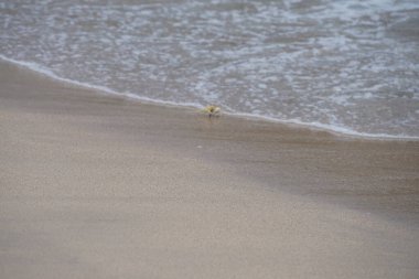 Nisan ayında Umman Körfezi yakınlarındaki Khor Fakkan Sahili 'nin kumları boyunca uzanan Ocypode rotundata adlı bir yengeç. Ocypode rotundata (yuvarlak hayalet yengeç), Ocypode cinsinin büyük boyutlu bir türüdür. Khor Fakkan, Sharjah, BAE.