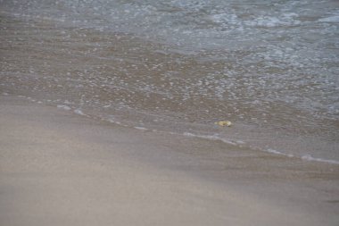Nisan ayında Umman Körfezi yakınlarındaki Khor Fakkan Sahili 'nin kumları boyunca uzanan Ocypode rotundata adlı bir yengeç. Ocypode rotundata (yuvarlak hayalet yengeç), Ocypode cinsinin büyük boyutlu bir türüdür. Khor Fakkan, Sharjah, BAE.