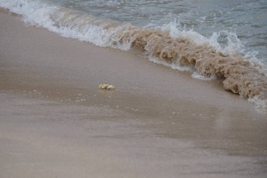 Nisan ayında Umman Körfezi yakınlarındaki Khor Fakkan Sahili 'nin kumları boyunca uzanan Ocypode rotundata adlı bir yengeç. Ocypode rotundata (yuvarlak hayalet yengeç), Ocypode cinsinin büyük boyutlu bir türüdür. Khor Fakkan, Sharjah, BAE.