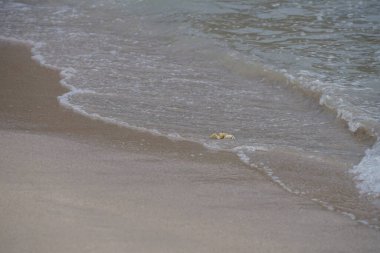 Nisan ayında Umman Körfezi yakınlarındaki Khor Fakkan Sahili 'nin kumları boyunca uzanan Ocypode rotundata adlı bir yengeç. Ocypode rotundata (yuvarlak hayalet yengeç), Ocypode cinsinin büyük boyutlu bir türüdür. Khor Fakkan, Sharjah, BAE.