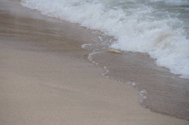 Nisan ayında Umman Körfezi yakınlarındaki Khor Fakkan Sahili 'nin kumları boyunca uzanan Ocypode rotundata adlı bir yengeç. Ocypode rotundata (yuvarlak hayalet yengeç), Ocypode cinsinin büyük boyutlu bir türüdür. Khor Fakkan, Sharjah, BAE.